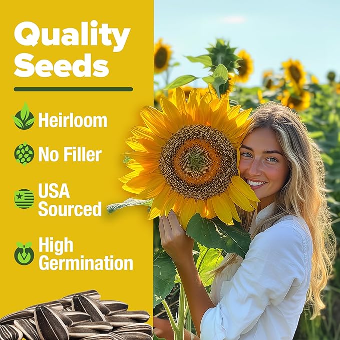 HOME GROWN Sunflower Seeds to Plant | 520+ Giant Mammoth Sunflower Seeds for Planting Bulk Packet | Heirloom, High Germination, Easy to Grow Jumbo Sun Flower for Home Garden(Helianthus annuus)
