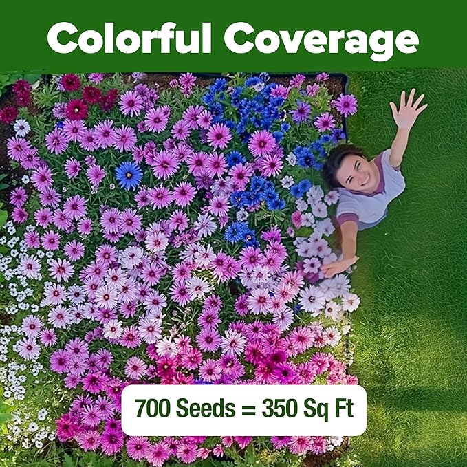 HOME GROWN Bachelor Button Flower Seeds Tall Mix – 700+ Cornflower Heirloom Seeds for Planting - Quick Blooming, Non-GMO, Pollinator Friendly, Easy to Grow Wildflowers – USA Grown (Centaurea cyanus)