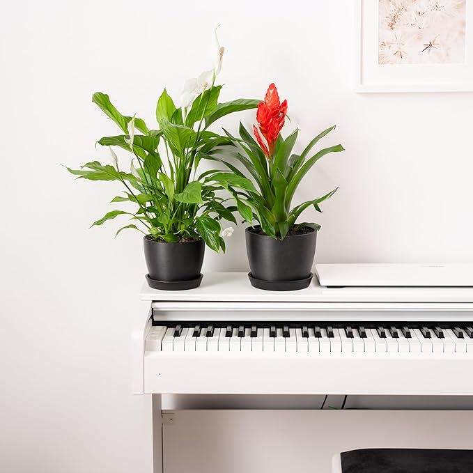 UNBREAKABLE Plant Pots Set of 2, Advanced Eco-Poly Planters with Drainage & Saucers, 6.5" + 5.5" Plastic Pots - Designer Indoor & Outdoor Décor and a Great Gift for Plant Lovers - Marin Night Black