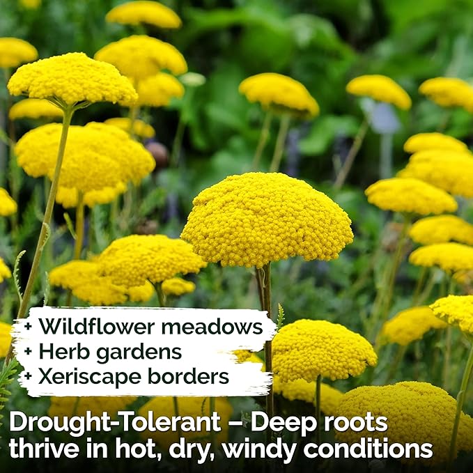 KVITER 7000 Gold Yarrow Seeds (Achillea Filipendulina) — Perennial Flower Seeds to Plant Outside, Heirloom & Organic — Native Wildflower Seed for Herb Garden, Beds, Containers & Meadows
