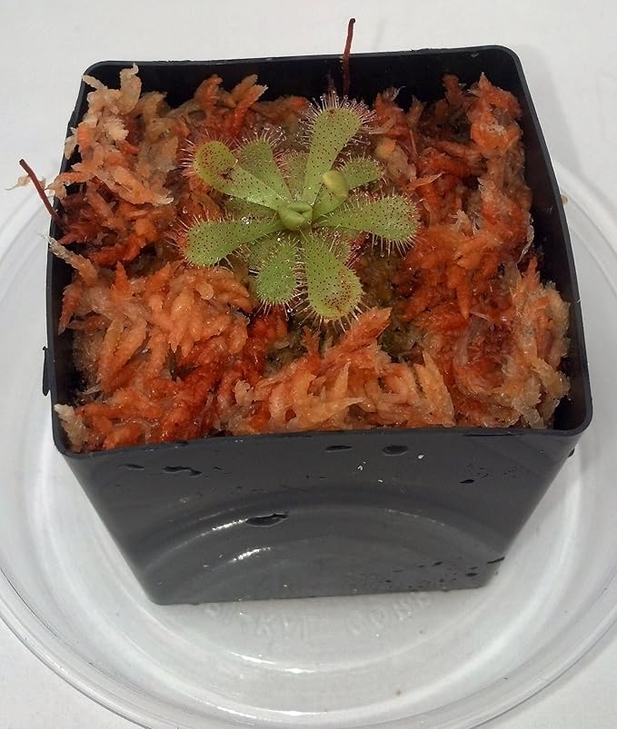 Floating Sundew Plant - Drosera admirabilis - Carnivorous Plant 3" Pot