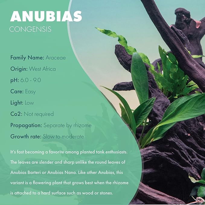SubstrateSource Anubias Live Aquarium Plants - Potted Freshwater Plant for Fish Tanks, Terrariums - Beginner Friendly Low Light (Congensis, Mother Plant)