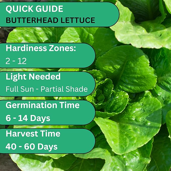 Woods Creek Seeds: Butterhead Heirloom Lettuce Seeds for Planting - Over 2,700 Non-GMO Seed Pack for Indoors, Outdoors, or as Hydroponic Seeds - Beginner-Friendly Green Leaf Lettuce Seed