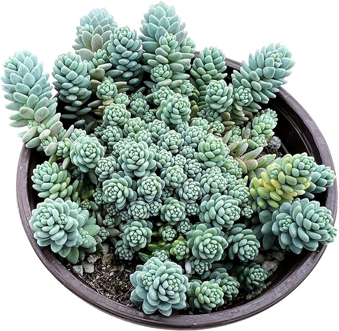 Sprout N Green Sedum Dasyphyllum 'Major' in 4 inch Starter Pot, Rare Live Succulent Plant Fully Rooted, Home Office Indoor Outdoor Wedding Decoration DIY Projects Party Favor