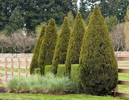 Spartan Juniper | 10 Live Trees | Juniperus Chinensis | Evergreen Privacy Screening Plant