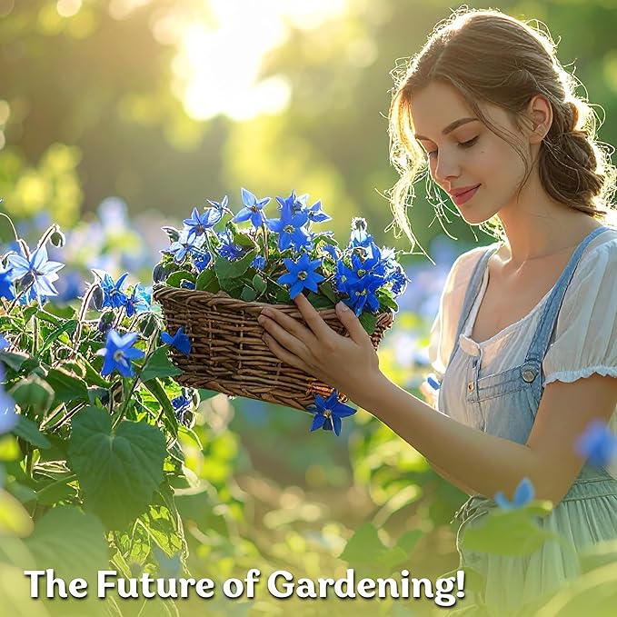 KVITER 150 Borage Seeds (Borago officinalis) - Blue Strawflower, Edible Flower for Teas, Attracts Pollinators - Organic & Heirloom Herb Seeds for Planting in Outdoor & Indoor Garden, Beds, Containers