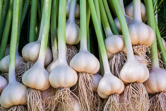 Softneck Garlic Bulbs for Planting - California Garlic to Grow at Home (24 Seed Bulbs)