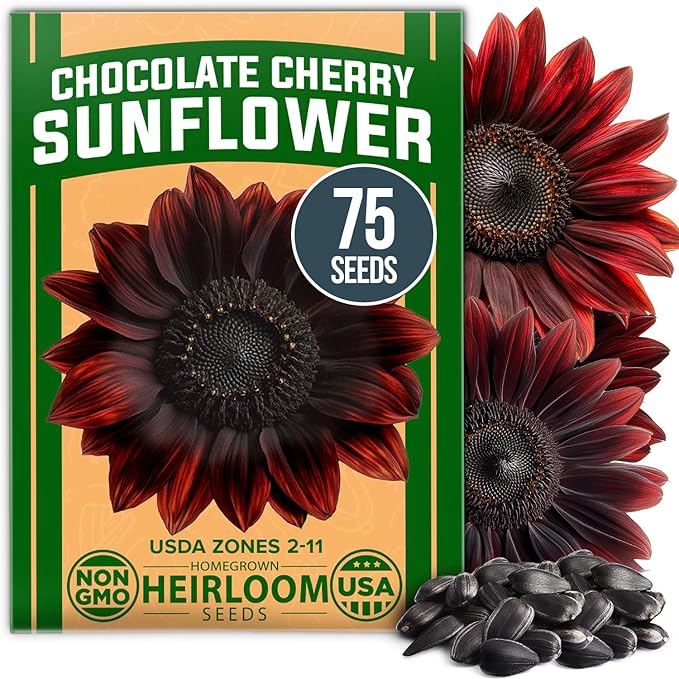 HOME GROWN Chocolate Cherry Sunflower Seeds – 75 Heirloom Seeds for Planting Burgundy Sunflowers – Tall Flower for Garden, Pollinators, Butterflies (Helianthus annuus)