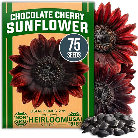 HOME GROWN Chocolate Cherry Sunflower Seeds – 75 Heirloom Seeds for Planting Burgundy Sunflowers – Tall Flower for Garden, Pollinators, Butterflies (Helianthus annuus)