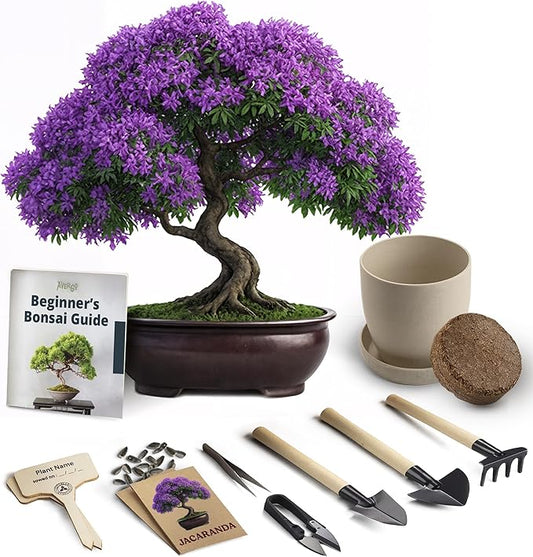 Bonsai Starter Kit – Growing Jacaranda Bonzai Tree from Seeds | Complete Indoor Tree Kit for Growing Plants with Tools & Planter – Gardening Gifts for Mother, Women & Men