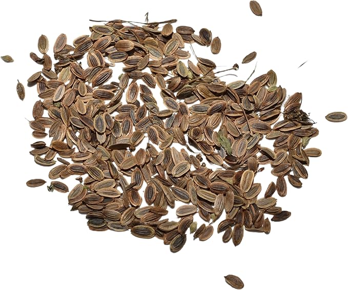 Seed Needs Dill Seeds for Planting Bouquet Herbs - Non-GMO Heirloom & Untreated Herb Seed to Plant a Home Grown Indoor / Outdoor Garden (1 Pack)