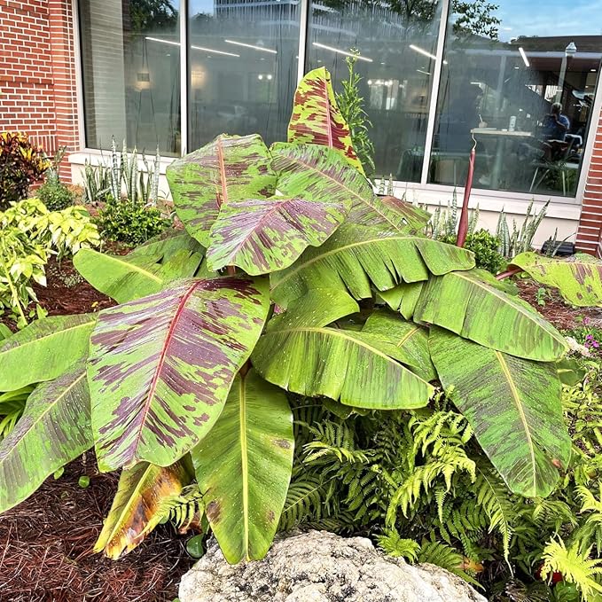 Zebrina Banana Tree Live Plant, Cold Hardy Banana Plant Live, Tropical Banana Fruit Seedling, Well Rooted 4-8 Inch Tall
