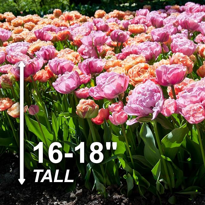 Garden State Bulb Amazing Blend Double Mix Tulip Flower Bulbs, 12/+ cm, Fall Planting (Bag of 25)