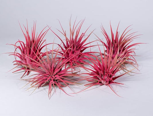 Air Plants - Tillandsia Ionantha - Organically Enhanced Color - Live Arrival Guaranteed - House Plants for Home Decor & Gift (Coral Glow 5pk)