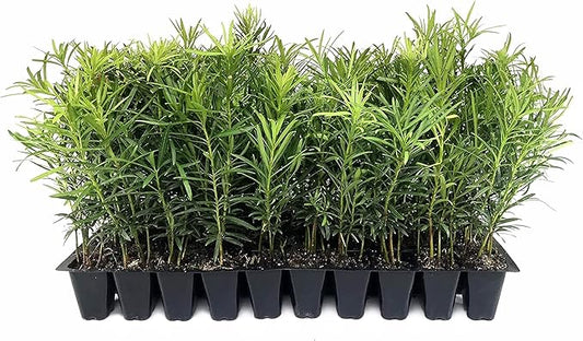 Podocarpus Macrophyllus Japanese Yew | 3 Live Plants | Podocarpus macrophyllus | Privacy Hedge Shrub | Evergreen Landscaping Plants for Gardens & Borders