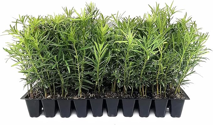 Podocarpus Macrophyllus Japanese Yew | 40 Live Plants | Podocarpus macrophyllus | Privacy Hedge Shrub | Evergreen Landscaping Plants for Gardens & Borders