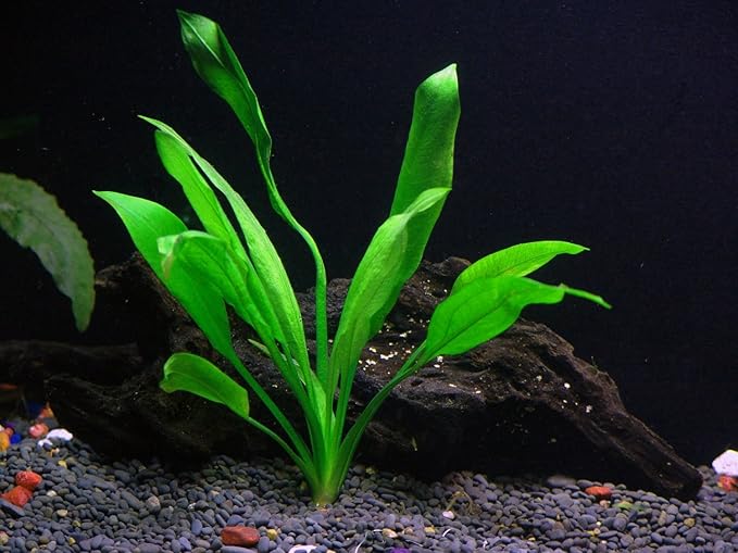 Texas Aquarium Plant Bundle - 20 Species Live Aquarium Plants Package