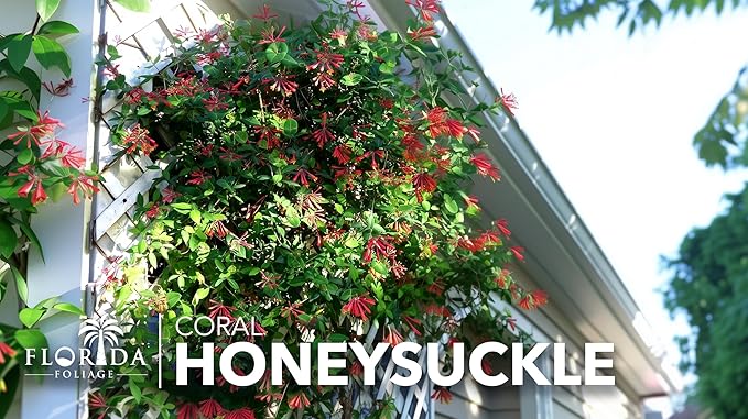 Coral Honeysuckle | 1 Live 4 Inch Plant | Lonicera Sempervirens | Attracts Hummingbirds, Red Trumpet Flowers, Fast Growing Vines, Low Maintenance, Long Blooming Season, Garden Climbing Vine