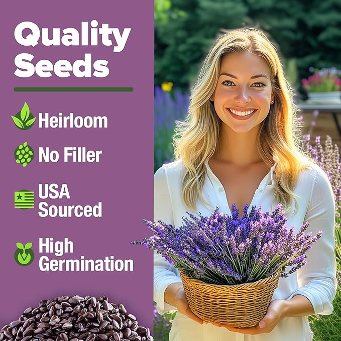 HOME GROWN English Lavender Seeds 1,500+ Non GMO Wildflower Seed for Planting Indoor/Outdoor, High Germination, Plant Flower Seeds (Lavandula antustifolia)