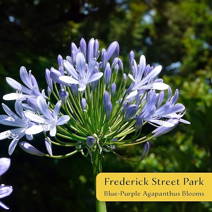 4 Frederick Street Park Agapanthus in 2.5” Nursery Cubes (Agapanthus ‘Frederick Street Park’) | Compact Semi-Evergreen Perennial for Borders, Containers, and Pollinator Gardens | Ready-to-Plant