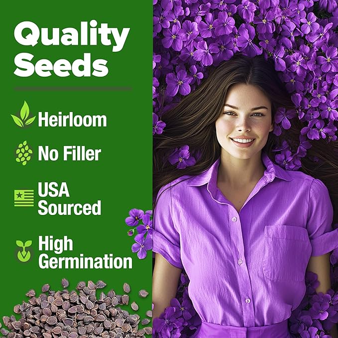 HOME GROWN Aubrieta Rock Cress Purple, Flowering Ground Cover Seed Pack, Perennial Cress Seeds for Planting Outdoor Lawn Gardens 300 Aubrieta deltoidea Flower Seeds