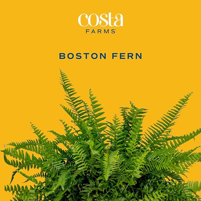 Costa Farms Boston Fern Live Plants in Plastic Pots, Large Air Purifying Indoor & Outdoor Houseplants, Patio, Garden, Home, or Office Decor, House Warming Gift, 2-3 Feet Tall & Wide, Pack of 2