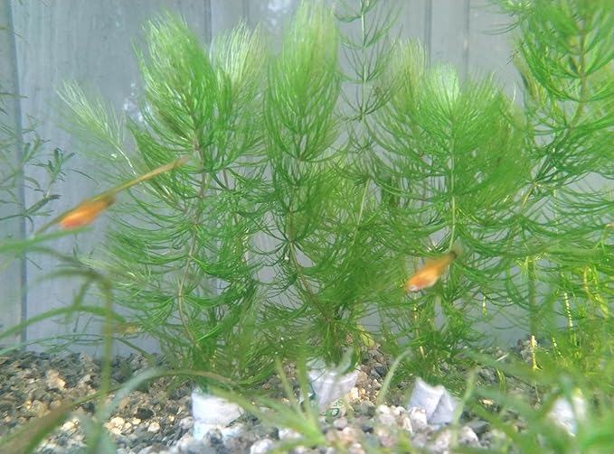 Live Hornwort Aquarium Plants, 4 Bunches with 3 Stems Each, 6-8 Inch Length, Freshwater Submerged Plants for Fish Ponds