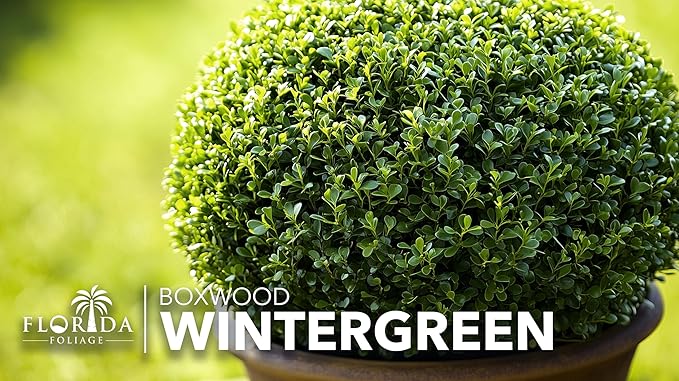 Wintergreen Boxwood | 1 Large Gallon Size Plant | Buxus Microphylla | Evergreen Shrub, Dense Foliage, Formal Garden, Low Maintenance, Privacy Hedge, Year-Round Interest, Landscaping Shrub