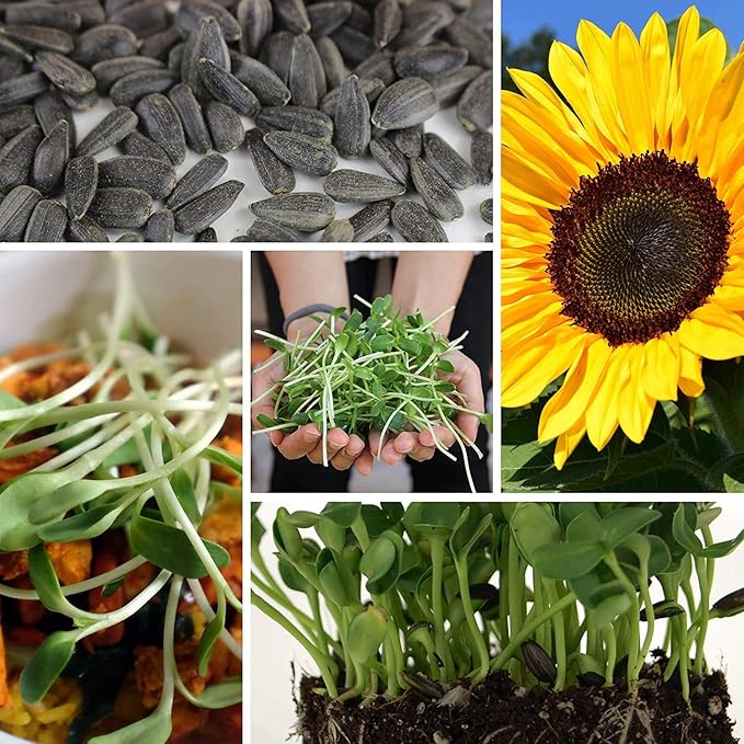1.5 lb Organic Non-GMO Black Oil Sunflower Seeds – Microgreens & Sprouting Seeds (Shell On) for Edible Sunflower Microgreens, Organic Sprouts & Sprout Mix
