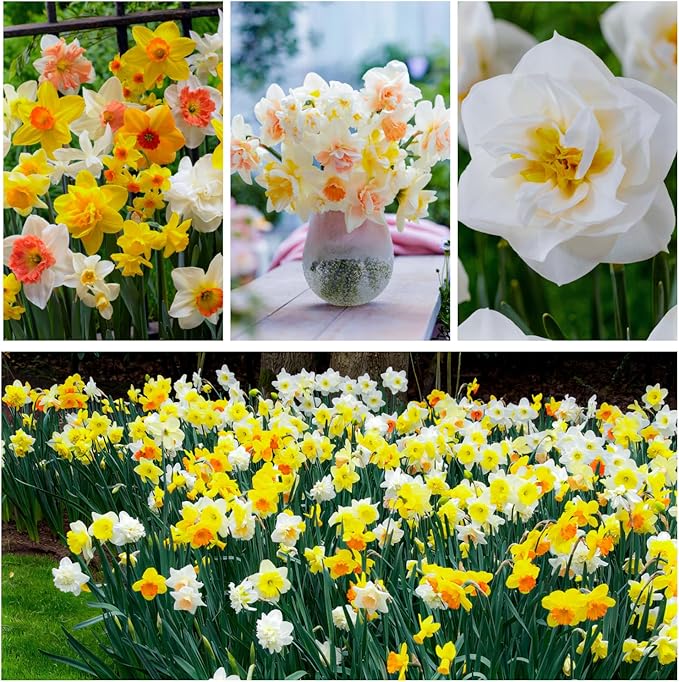 Daffodil Bulbs Spring Dream Collection - 25 Perennial and Hardy Flower Bulbs - Scented Daffodil Mix from The Netherlands - for Garden and Pot (no Seeds - not Artificial)