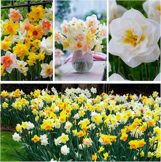 Daffodil Bulbs Spring Dream Collection - 25 Perennial and Hardy Flower Bulbs - Scented Daffodil Mix from The Netherlands - for Garden and Pot (no Seeds - not Artificial)