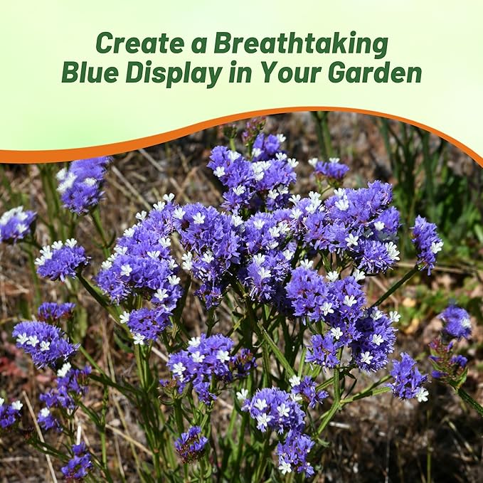 Outsidepride Blue Statice Flower Seeds - 1000 Pcs Annual Easy to Grow Drought Tolerant Flower Seeds for Floral Arrangements, Borders, & Pollinator Garden