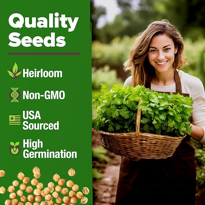 HOME GROWN Cilantro Seeds 250 Calypso & 250 Santo Cilantro for Planting Indoors, Hydroponics or Aerogarden - Heirloom, Non-GMO, Santo Plant, for Your Indoor Herb Garden (Coriandrum sativum)