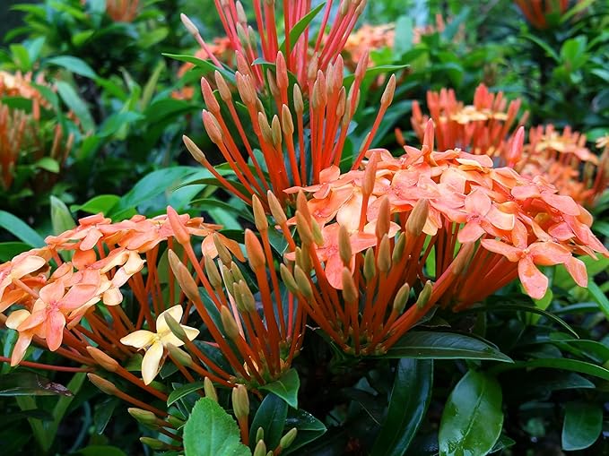 Ixora Dwarf Carmen | 20 Live Plants | Ixora Coccinea 'Dwarf' | Flowering Shrub | Tropical Garden Plants