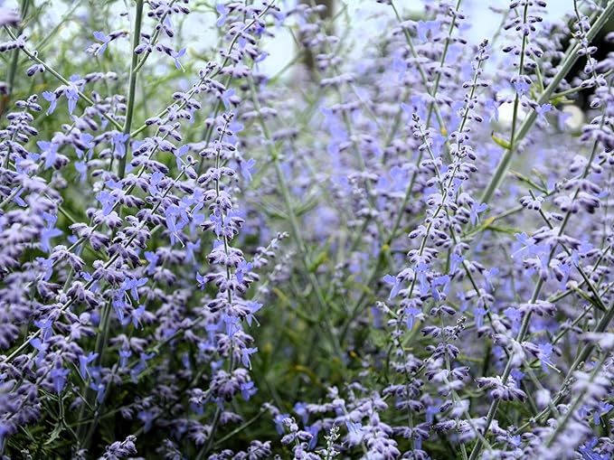 Greenwood Nursery: Live Perennial Plants - Russian Sage 'Little Lace' + Perovskia Atriplicifolia - [Qty: 10x Pint Pots] - (Click for Other Available Plants/Quantities)
