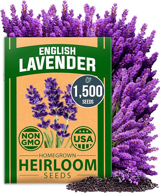 HOME GROWN English Lavender Seeds 1,500+ Non GMO Wildflower Seed for Planting Indoor/Outdoor, High Germination, Plant Flower Seeds (Lavandula antustifolia)