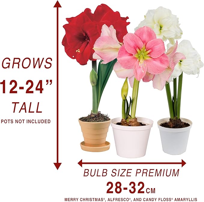 Amaryllis Flower Bulbs, 3 Bulbs, 1 Bulb Each Merry Christmas, Alfresco and Candy Floss Amaryllis, Easy to Grow Live Indoor Flower, Gift for Holidays, Housewarming, Office, and Room Decor