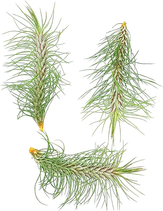 ragnaroc Air Plants - Colombian Tillandsia Funckiana, Large 5" - 3ct - Live Arrival Guaranteed - House Plants for Home Decor & Gift