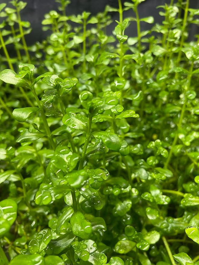 Potted Live Aquarium Plants | Freshwater Aquatic Plants for Aquariums (Moneywort)