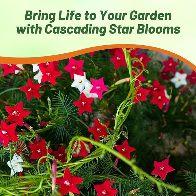 Outsidepride Mixed Cypress Vine Seeds - 100 Pcs Annual Flower Seeds with Nectar-Rich, Star-Shaped Flowers & Feathery, Fern-Like Leaves for Fences, Trellises, Pergolas & Vertical Gardens