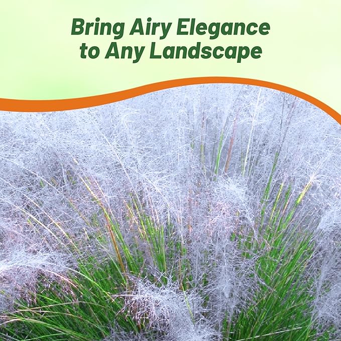 Outsidepride Agrostis Nebulosus Cloud Grass Seeds - 5000 Pcs Annual Versatile & Adaptable Ornamental Grass with Airy White Seed-Heads for Low Maintenance Xeriscaping & Borders