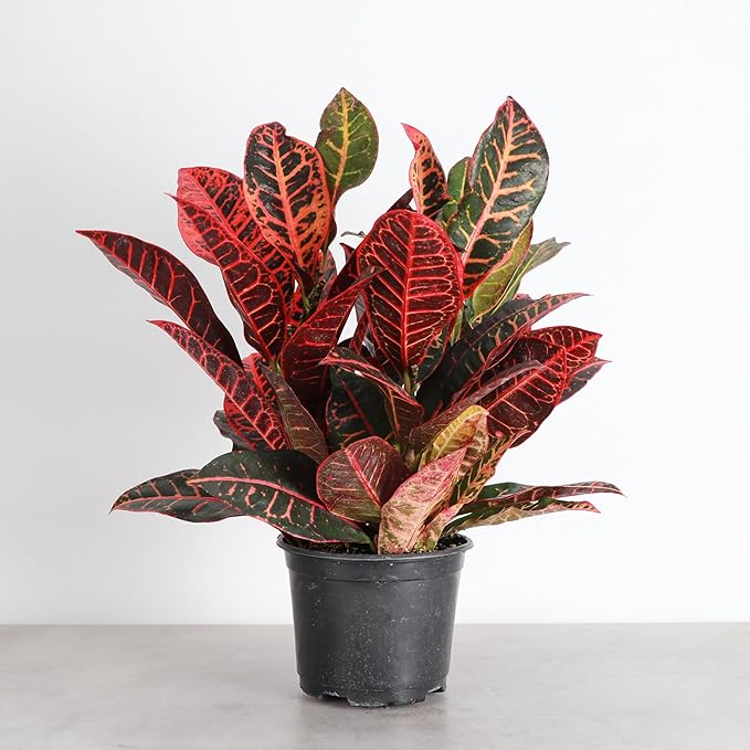 Thorsen's Greenhouse Live Petra Croton Plant, Codiaeum Variegatum, Colorful Foliage, Live Indoor Houselant (Nursery Pot, 6-inch Pot)