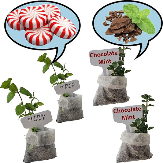 Generic Chocolate mint, Peppermint plants. Live, Fragrant, Fresh, Edible. Easy Grow. Indoor/Outdoor. (Choc+Pepper : 4 Mint Sacs), chocolate+peppermint
