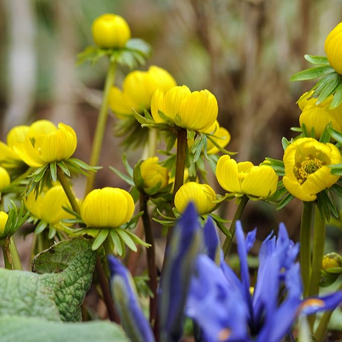 Easy to Grow Eranthis Winter Aconite 30 Plant Bulbs - Yellow Flowers in Late Winter to Spring, Full to Partial Sun Outdoor Zones 4-9