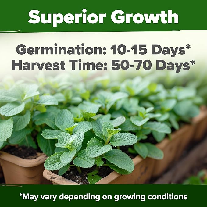 HOME GROWN Common Mint Seeds (Bulk Pack) 1,800 Non GMO Heirloom Herb Seeds, USA Sourced | Ideal for Planting Outdoors or Indoors for a Fresh Mint Tea Garden (Mentha spp)