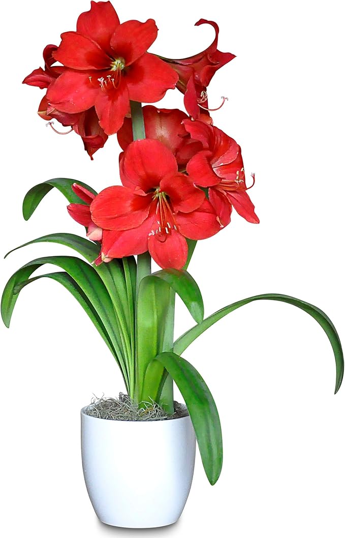 Easy to Grow Amaryllis Ferrari Red - 1 Planted Flower Bulb in a Ceramic White Pot Gift, Blooms Indoors for Holidays in 4 to 8 Weeks