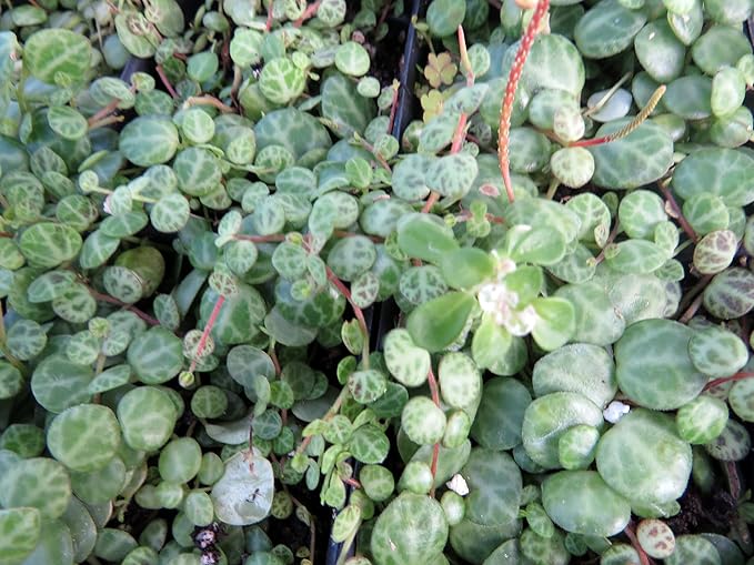 String of Hearts/Turtles/Peace Sign/Cross - Peperomia prostrata- 2.5" Pot