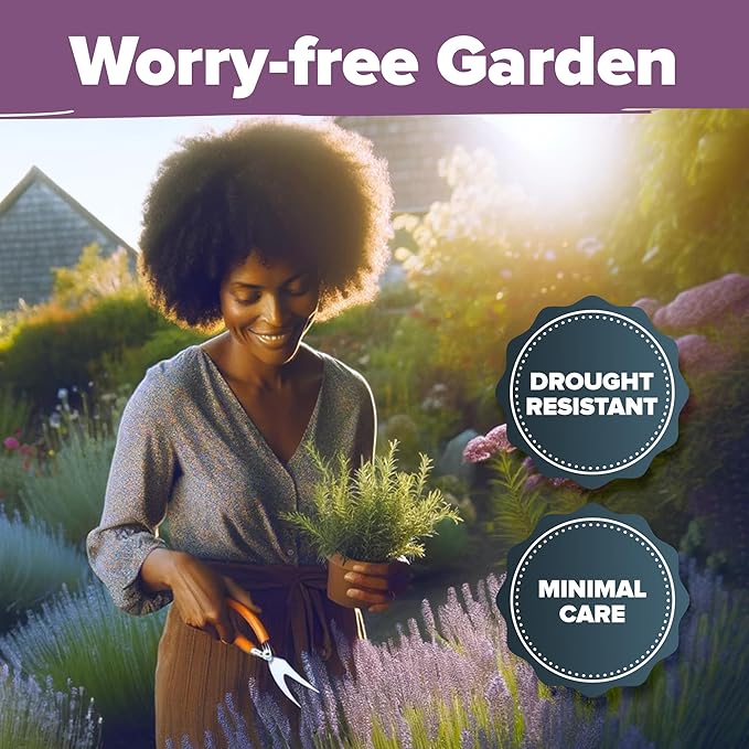 HOME GROWN English Lavender Seeds 1,500+ Non GMO Wildflower Seed for Planting Indoor/Outdoor, High Germination, Plant Flower Seeds (Lavandula antustifolia)