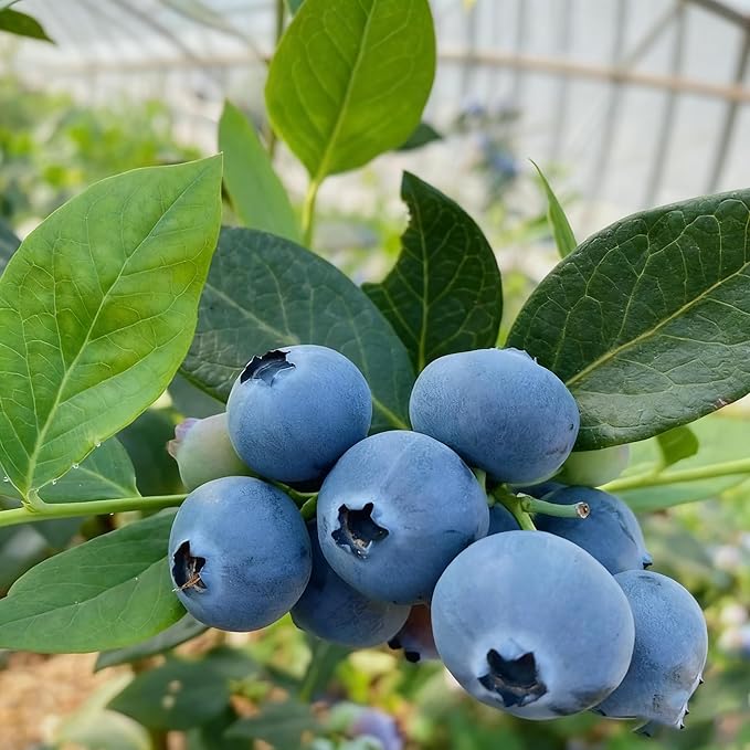 200 Blueberry Seeds for Planting, Non-GMO Blueberry Seed, Fruit Tree Seeds, Heirloom Berry Seed for Gardens and Containers