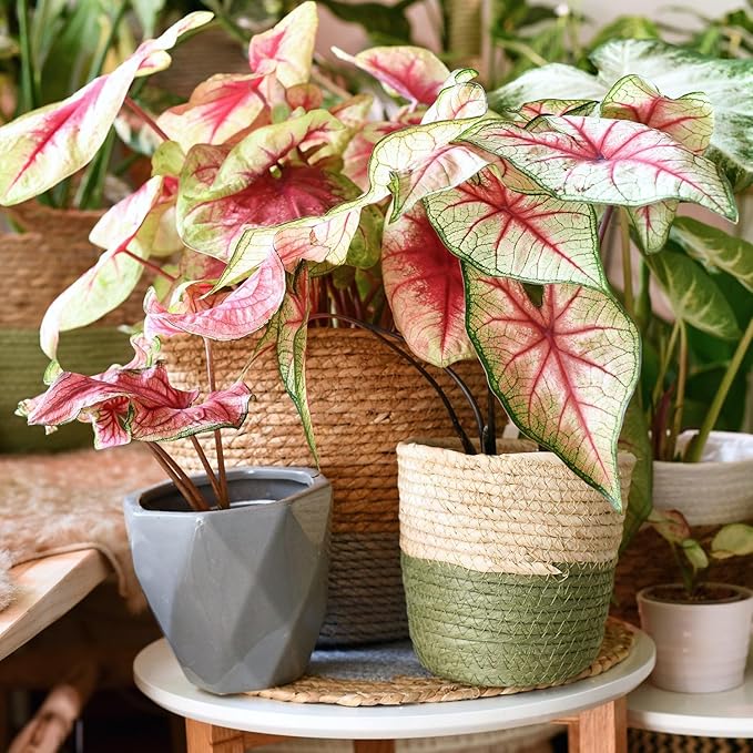Gardenera Caladium Potting Mix - Promote Strong Roots and Captivating Patterns with Our Premium Blend - 4 Quart